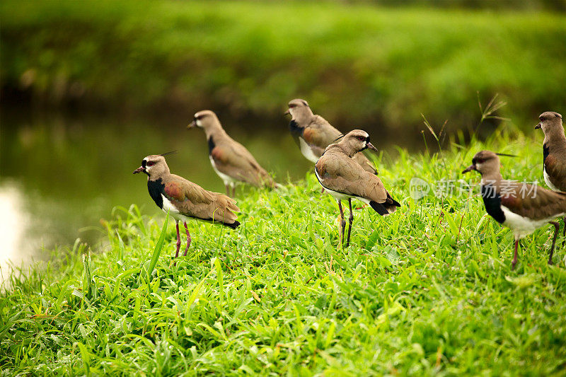 一群南田凫鸟(Vanellus chilensis)在一个郁郁葱葱的绿色田野，哥斯达黎加